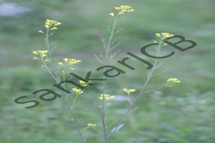 Brassica juncea